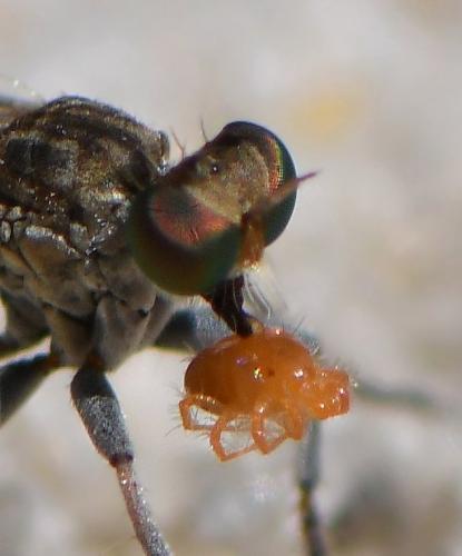 Réf. 285 720 : Anystis sp.